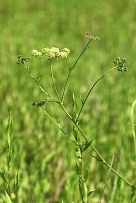 BUITEN BEELD Foto: 415257