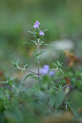 BUITEN BEELD Foto: 415259