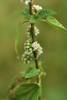 BUITEN BEELD Foto: 415261