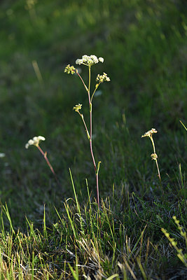 BUITEN BEELD Foto: 415264
