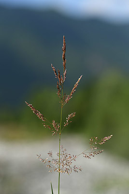 BUITEN BEELD Foto: 415265