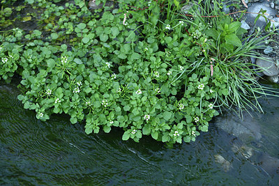 BUITEN BEELD Foto: 415273