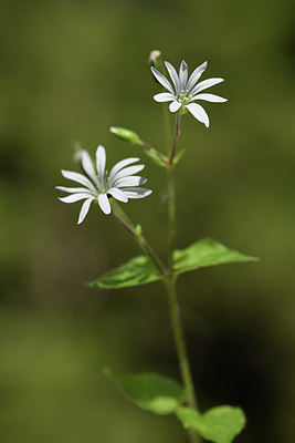 BUITEN BEELD Foto: 415280