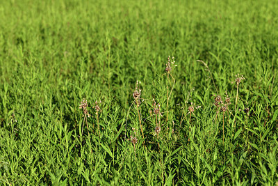 BUITEN BEELD Foto: 415288