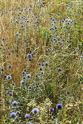 BUITEN BEELD Foto: 415322
