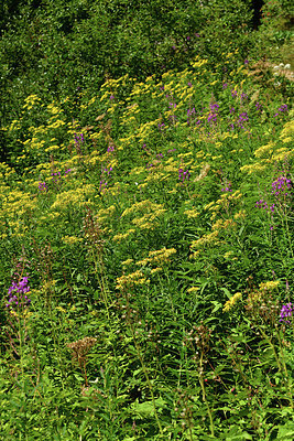 BUITEN BEELD Foto: 415329