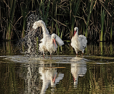 BUITEN BEELD Foto: 415344