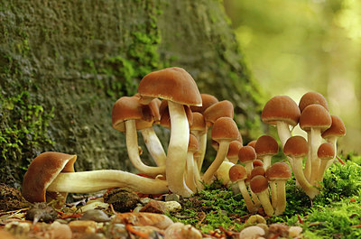 BUITEN BEELD Foto: 415382