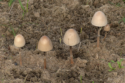 BUITEN BEELD Foto: 415410