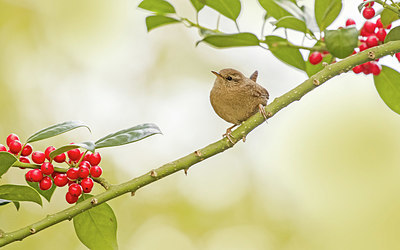 BUITEN BEELD Foto: 415413