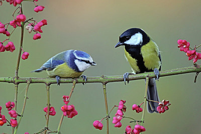 BUITEN BEELD Foto: 415428