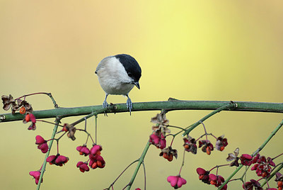 BUITEN BEELD Foto: 415434