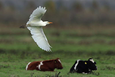 BUITEN BEELD Foto: 415440