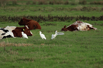 BUITEN BEELD Foto: 415443