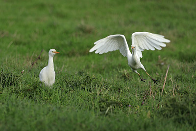 BUITEN BEELD Foto: 415447