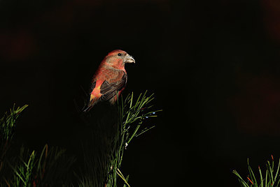 BUITEN BEELD Foto: 415451