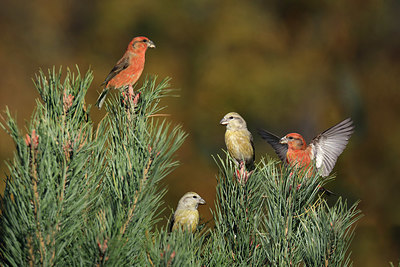 BUITEN BEELD Foto: 415457