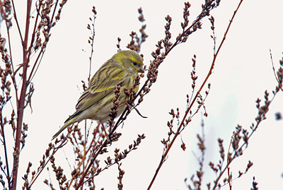 BUITEN BEELD Foto: 415458