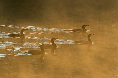 BUITEN BEELD Foto: 415482