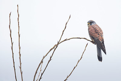 BUITEN BEELD Foto: 415486