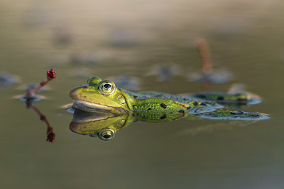 BUITEN BEELD Foto: 415493