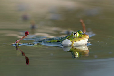 BUITEN BEELD Foto: 415494