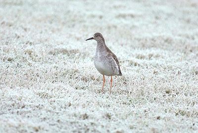 BUITEN BEELD Foto: 415535