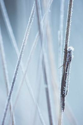 BUITEN BEELD Foto: 415561