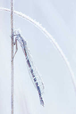 BUITEN BEELD Foto: 415562