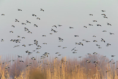 BUITEN BEELD Foto: 415629