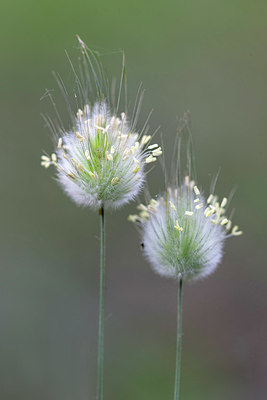 BUITEN BEELD Foto: 415658