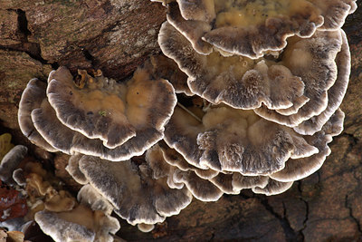 BUITEN BEELD Foto: 415669