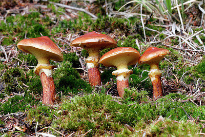 BUITEN BEELD Foto: 415684
