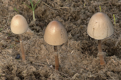 BUITEN BEELD Foto: 415693