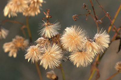 BUITEN BEELD Foto: 415703