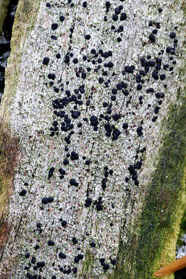 BUITEN BEELD Foto: 415719