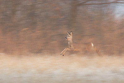 BUITEN BEELD Foto: 415721