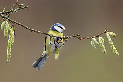 BUITEN BEELD Foto: 415737