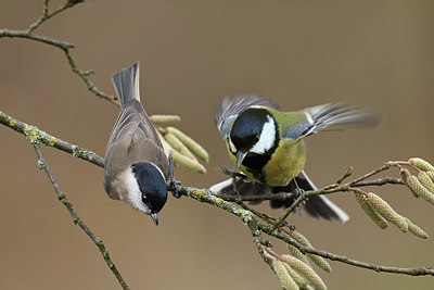 BUITEN BEELD Foto: 415741