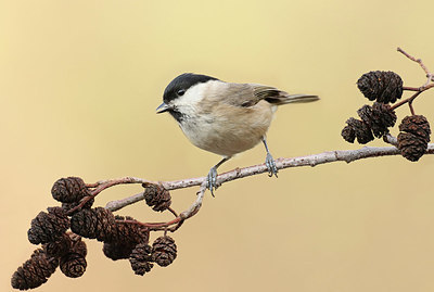 BUITEN BEELD Foto: 415746