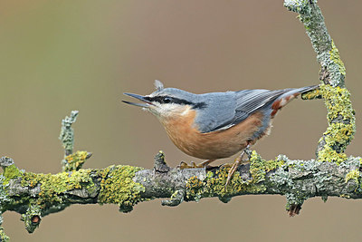 BUITEN BEELD Foto: 415752