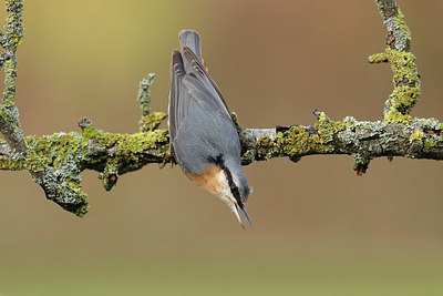 BUITEN BEELD Foto: 415754