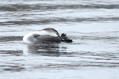 BUITEN BEELD Foto: 415766