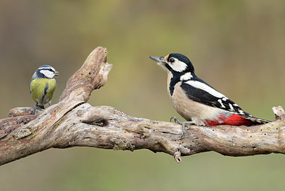 BUITEN BEELD Foto: 415769