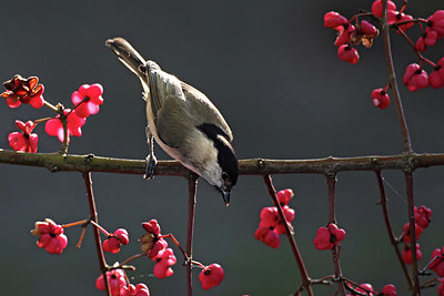 BUITEN BEELD Foto: 415770