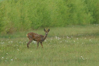 BUITEN BEELD Foto: 415774