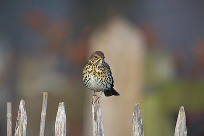 BUITEN BEELD Foto: 415789