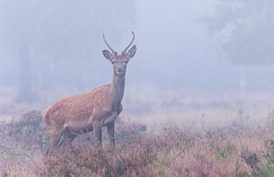 BUITEN BEELD Foto: 415847