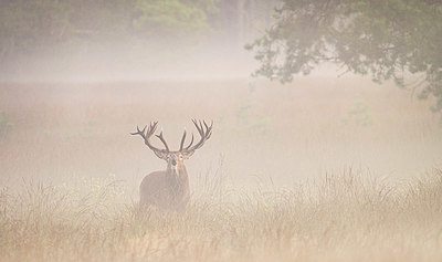 BUITEN BEELD Foto: 415850