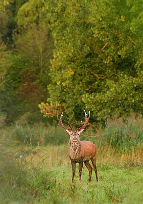 BUITEN BEELD Foto: 415853